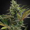 Super Lemon Haze Auto CBD (GHS)