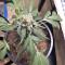 Super Auto Lemon Haze (Original Sensible Seeds)