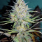 Sweet Cheese XL Auto (Sweet Seeds)