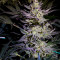 White Diesel Haze Automatic feminized seeds
