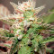 White Haze Automatic feminized seeds