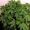 Semi di White Widow Auto femminizzati (Kera Seeds)