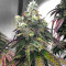 Blue Sunset Sherbert cannabis strain