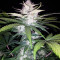 Cropical Fruit Auto (Cream of the Crop Seeds)
