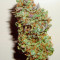 Green Crack Auto Seeds