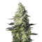 Green Poison XL Auto feminized seeds