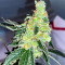 เมล็ด Lemon OG (AlphaFem Seeds)
