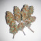 Lord Kush Seeds (Delicious Seeds)
