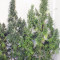 Graines de cannabis Mekong High (Dutch Passion)