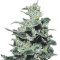Nebula (Paradise Seeds)
