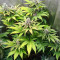 Pink Runtz (Herbies Seeds)