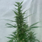 Venta de LSD Auto (Barney's Farm) | Semillas de marihuana feminizadas