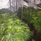 LSD Seeds - Cannabis Strain Seeds for Sale