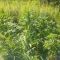 Tangie'matic Seeds