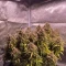 Gorilla Cookies Seeds