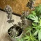Vente de graines de cannabis LSD-25 Auto (Fast Buds)