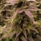 Caramelo Early Version Seeds (Delicious Seeds) - Cannabis Strain Seeds for Sale