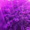 O.G. Kush Autoflower fem: seeds for sale, strain information and customer reviews