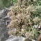 Keepers OG Autoflower feminisierte Samen zu verkaufen