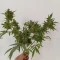 Lemon AK Auto (Fast Buds)