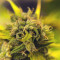 Malawi Seeds - Cannabis Strain Seeds for Sale