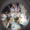 Buy Cookies Kush feminized seeds by Barney's Farm
