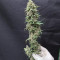 Sour Diesel (RQS) Cannabis-Samen zu verkaufen