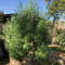 Buy Shiskaberry seeds by Barney's Farm