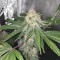 Buy Alien Gorilla feminized seeds by Original Sensible Seeds Organization