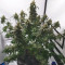 Original Auto Amnesia Haze Seeds