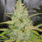Original Auto Cheese Seeds - Cannabis Strain Seeds for Sale