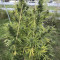 Eleven Roses Early Version Seeds (Delicious Seeds) - Cannabis Strain Seeds for Sale