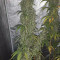 Venta de G13 Haze (Barney's Farm) | Semillas de marihuana feminizadas
