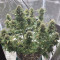 Northern Lights Auto feminized seeds for sale
