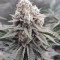 O.G. Kush Seeds (Seedstockers) - Cannabis Strain Seeds for Sale