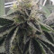 Bubba Island Kush Seeds - Cannabis Strain Seeds for Sale