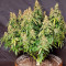 Acquista semi femminizzati Wedding Cheesecake Auto di Fast Buds