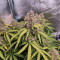 O.G. Kush Autoflower fem: seeds for sale, strain information and customer reviews