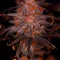 Ayahuasca Purple จาก Barney's Farm