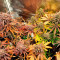 Buy Skywalker Haze feminized seeds by Dutch Passion