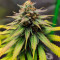 Amnesia Lemon Seeds