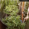 Achetez des graines féminisées Grandmommy Purple par Herbies Seeds
