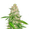 Royal Gorilla Seeds