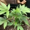 AK Triple Haze Auto Seeds