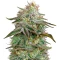 Alienz Seeds