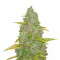 Amnesia Mac Ganja (Kera Seeds)