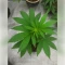 Black Cherry Gushers Seeds