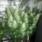 California Orange Cheese Seeds