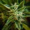 California Special Seeds