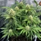 Colombian Jack Seeds